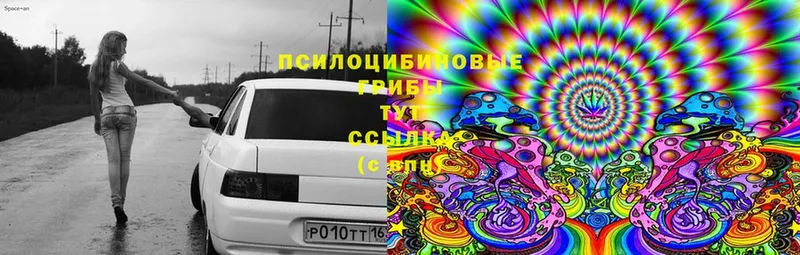 маркетплейс как зайти  Камышлов  Псилоцибиновые грибы Psilocybe 